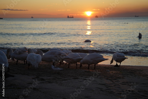 swans birds and seagulls in Black sea at Varna - BG
