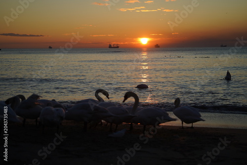 swans birds and seagulls in Black sea at Varna - BG