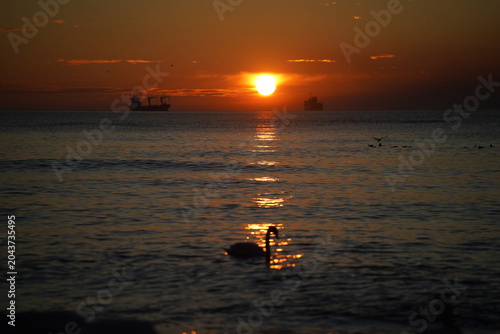 swans birds and seagulls in Black sea at Varna - BG