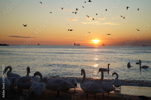 swans birds and seagulls in Black sea at Varna - BG