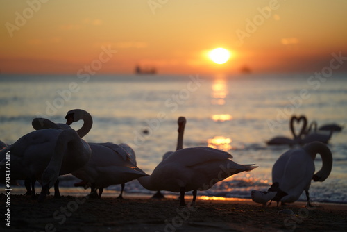 swans birds and seagulls in Black sea at Varna - BG