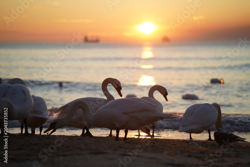 swans birds and seagulls in Black sea at Varna - BG