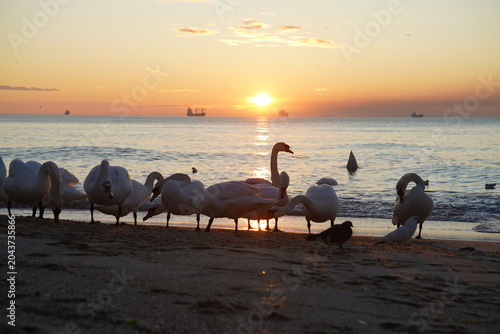 swans birds and seagulls in Black sea at Varna - BG