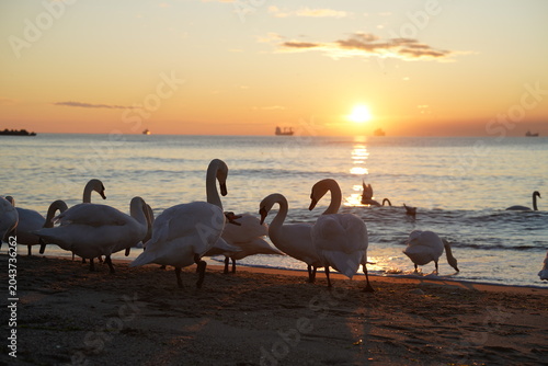 swans birds and seagulls in Black sea at Varna - BG