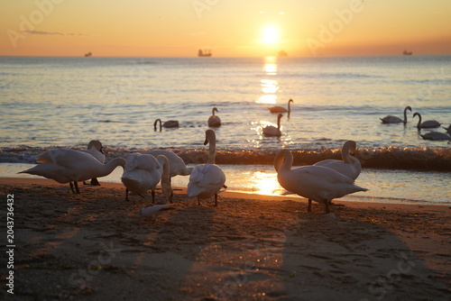 swans birds and seagulls in Black sea at Varna - BG