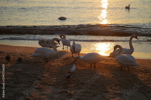 swans birds and seagulls in Black sea at Varna - BG