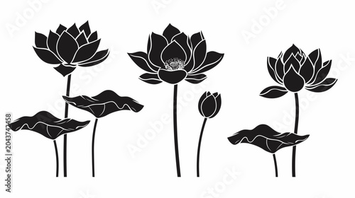 Elegant lotus flowers silhouette illustration on white background design element