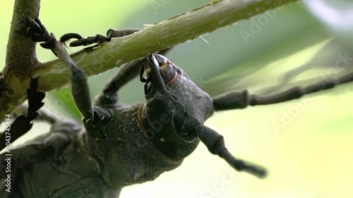 Morimus funereus on a young tree branch - (4K)