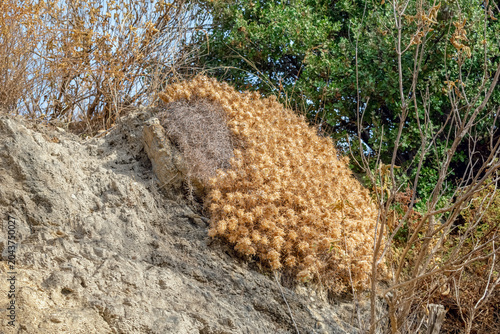 High angle view of a golden dry thorny shrub growing on the arid rocky soil of Alanya coast, Turkey. Commercial shot of drought resistant Mediterranean plants and environmental conservation themes