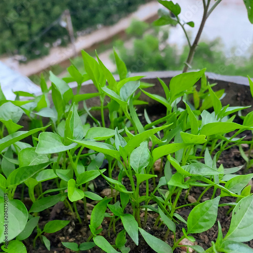 Small saplings of green chili plant, organic farming background, kitchen gardening photography 