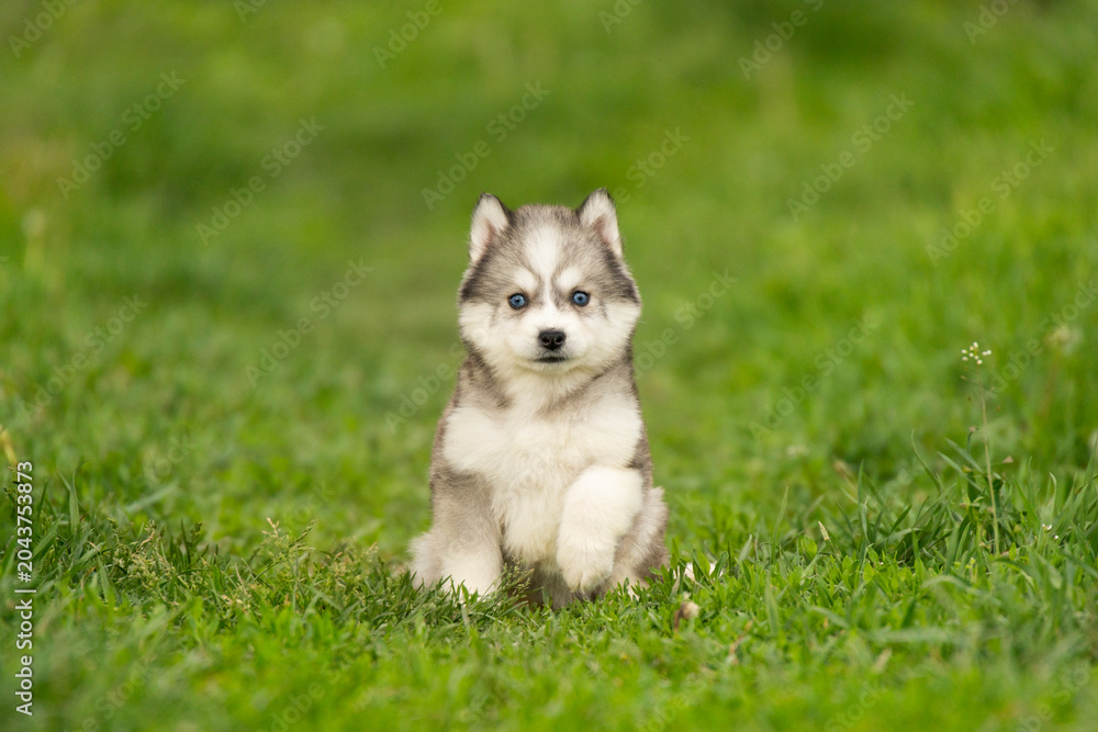 Fototapeta premium A cute little husky puppy with striking blue eyes sits alone on a green lawn. The fluffy purebred dog looks directly into the camera