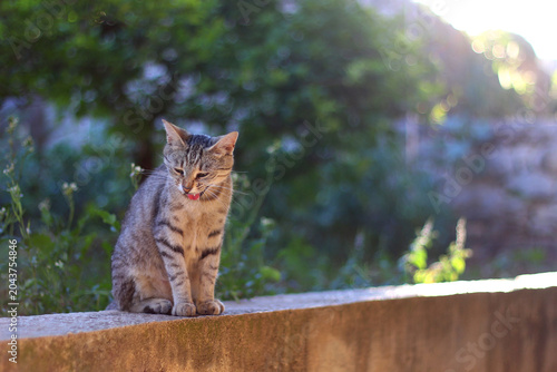 Cute cat in a Mediterranean garden. Selective focus.