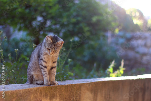 Cute cat in a Mediterranean garden. Selective focus.