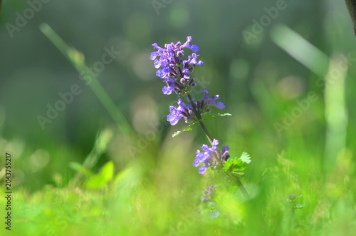 Beautiful and useful plant - Melissa officinalis