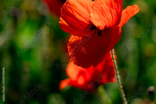 A close-up of a red poppy covered in morning dew, backlit by sunlight against...