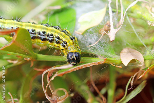 Tableau sur toile Box tree moth caterpillars on the box tree; defoliation is likely