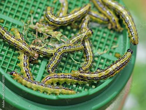 Box tree moth caterpillars on the box tree; defoliation is likely