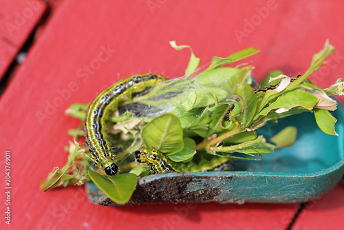 Box tree moth caterpillars on the box tree; defoliation is likely