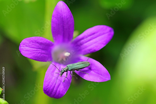 greenish false longhorn beetle on a bellflower