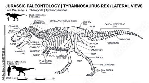 Photos Tyrannosaurus Rex Skeleton Anatomy Diagram - Jurassic Paleontology
