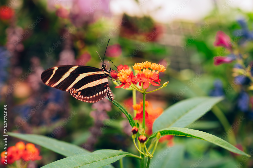 Fototapeta premium A zebra longwing butterfly with black wings and narrow yellow stripes perched on a cluster of bright orange milkweed flowers. Soft natural light illuminates