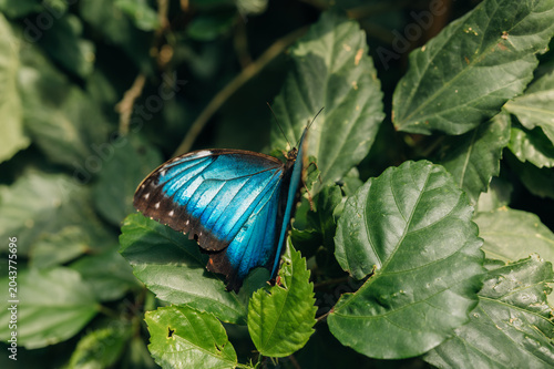 A vibrant blue butterfly with metallic iridescent wings perched on deep green leaves in a shaded garden. The insect's wings display bright cyan and turquoise