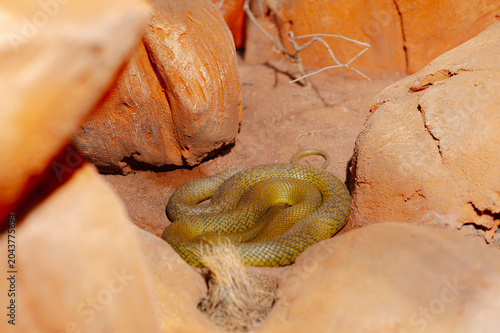 A green snake curled in a shallow sandy crevice surrounded by textured reddish-brown rocks and clay. Warm, direct lighting highlights the snake's keeled