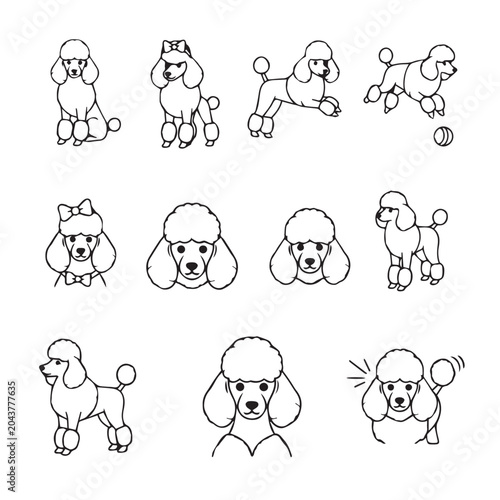 Cute poodle dog illustrations in various poses and styles for graphic design and branding