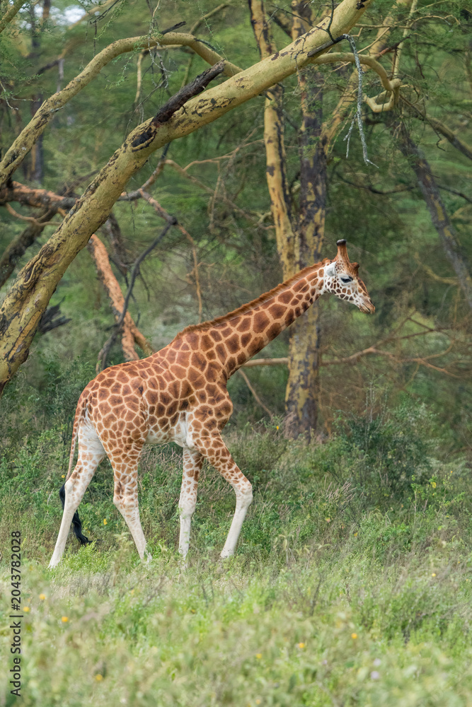 Obraz premium Jirafas en Kenia