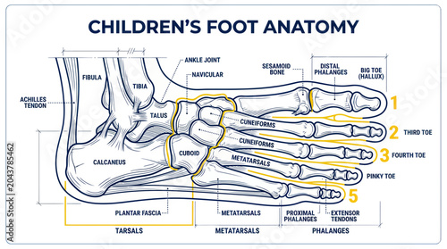 Foto Children's Foot Anatomy Diagram: Bones, Tendons, and Labels