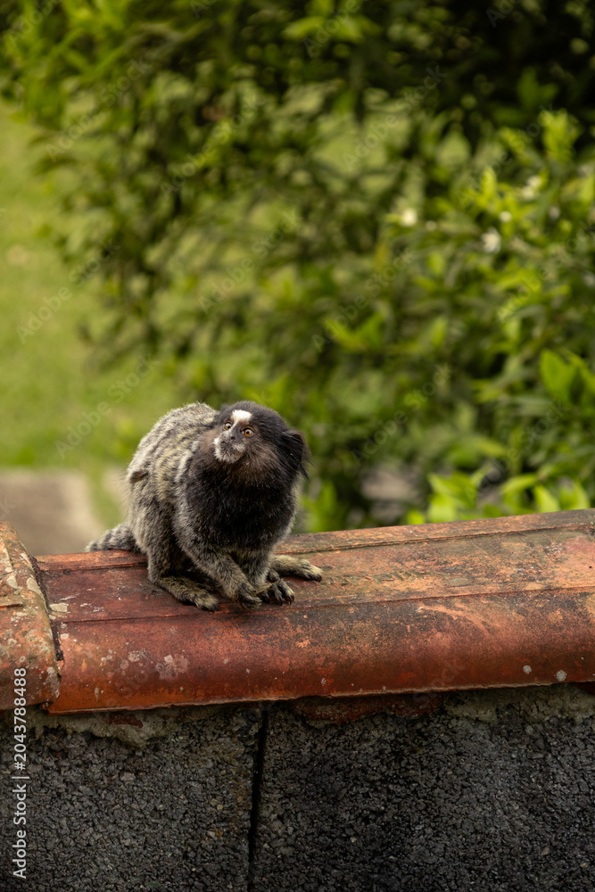 Obraz premium marmoset