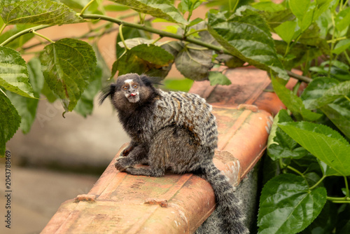 Bild auf Leinwand funny marmoset