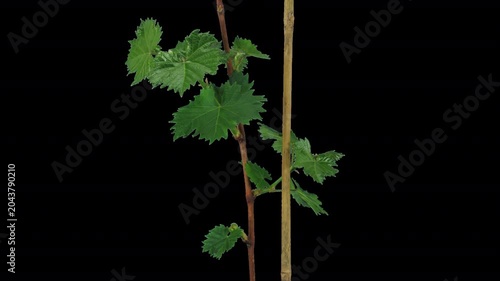 Time lapse of growing leaves on a grapevine branch with ALPHA transparency channel isolated on black background