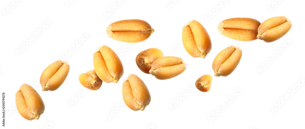 Obraz premium Wheat grains flying in air against white background