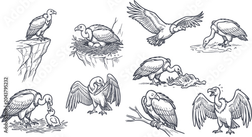 detailed vulture life cycle set including nest chick and flight scenes hand drawn style in black fill with no white fills for easy editing