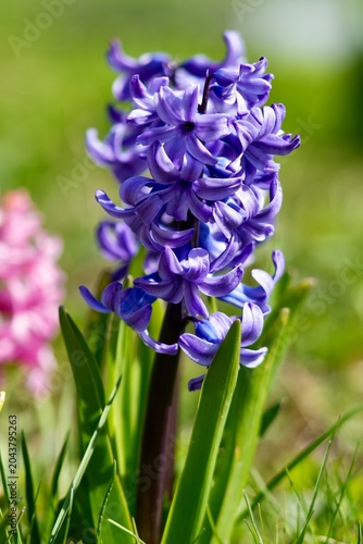 Foto Purple hyacinths in the garden in spring