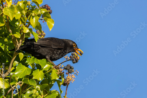 Male Blackbird Eating an Ivy Berry