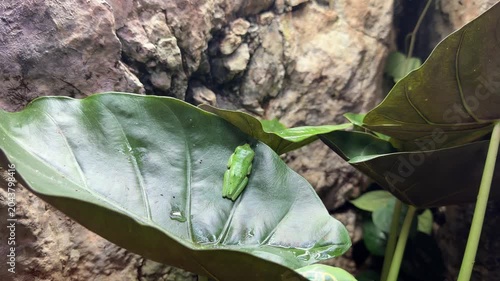 A red-eyed tree frog - Agalychnis callidryas - resting on a leaf.
