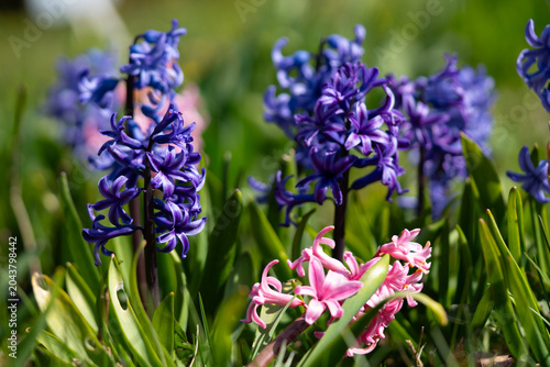 Bild auf Leinwand Purple and pink hyacinths in the garden in spring