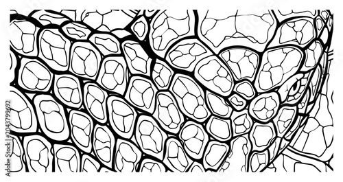 Schilderij op canvas Detailed Reptile Skin Texture Close Up, Snake or Lizard Scale Pattern Line Art f