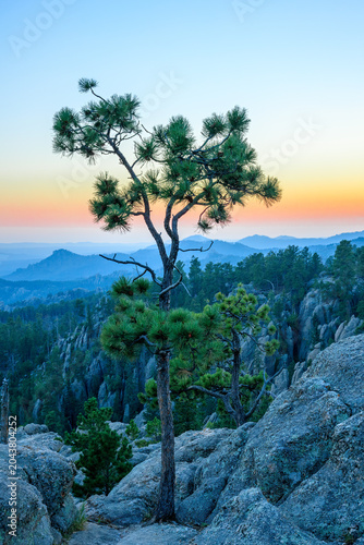 Lone tree twilight