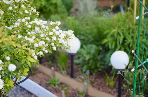 Plants in the garden landscape design beautiful photo