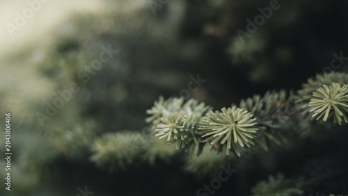 Fotografija Close-up shot of green fir tree branches with fresh young needles in daylight, h