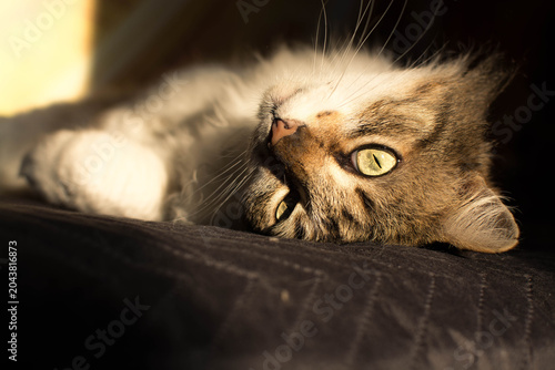 Fotografie Cat companion relaxing on a dark surface, gazing into the camera with mesmerizin