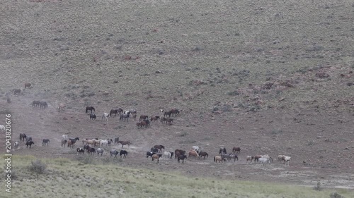 Herd of Wild Horses in Springtime in the Utah Desert