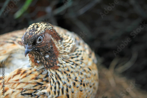 Outdoors: The Japanese quail in paradise