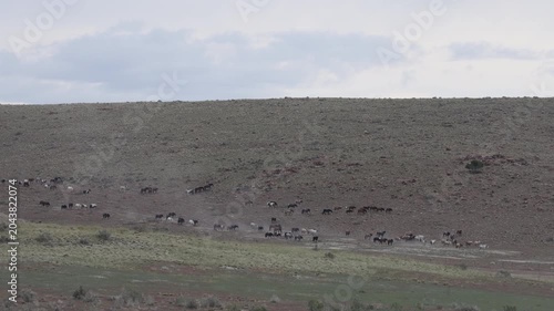 Herd of Wild Horses in the Utah Desert in Springtime