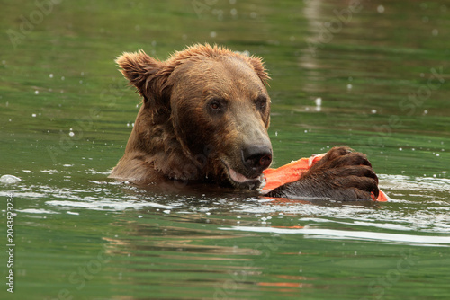 Brown Bear with salmon