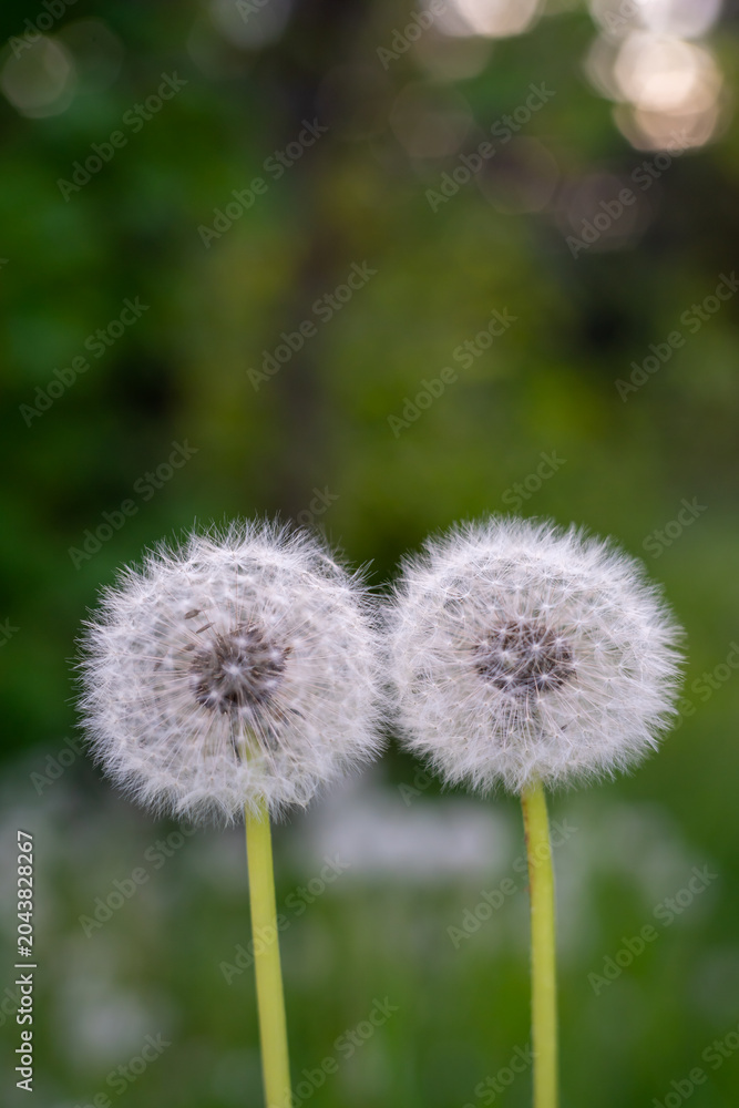 Obraz premium Two dandelion seed heads against a soft green background in natural evening light.