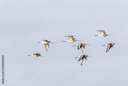 Photos Black-tailed Godwits in Flight